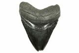 Fossil Megalodon Tooth - South Carolina #367932-1
